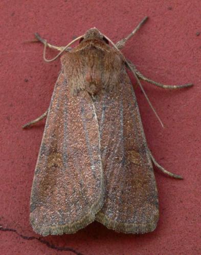 Réf. 24 715 : Xestia xanthographa