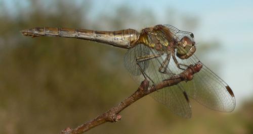 Sympetrum striolatum