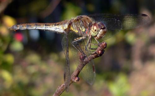Sympetrum striolatum