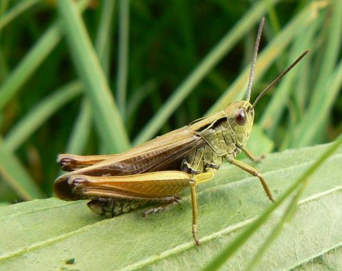 Réf. 24 088 : Omocestus viridulus