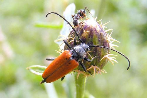 Stictoleptura fontenayi