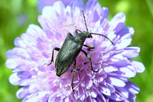 Brachyta interrogationis