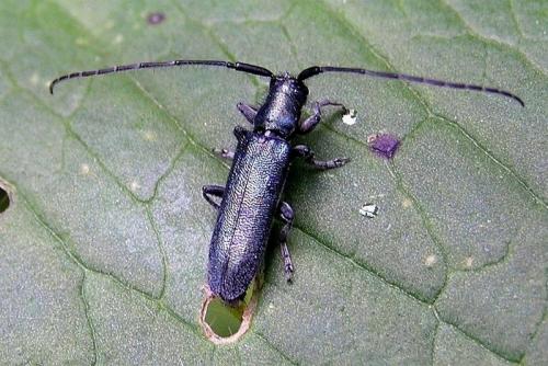 Réf. 24 939 : Agapanthia intermedia