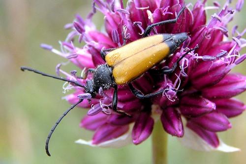 Réf. 24 543 : Stictoleptura fulva