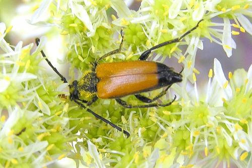Stictoleptura fulva