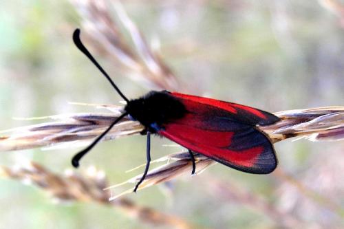 Zygaena erythrus