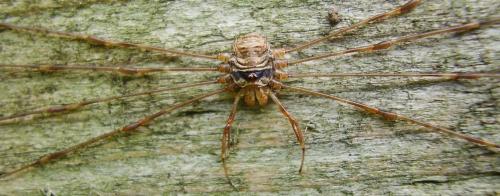 Dicranopalpus ramosus