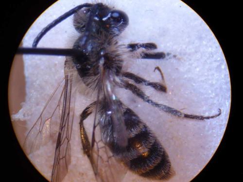 Andrena sp.