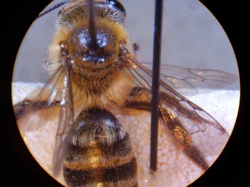 Réf. 24 414 : Andrena fuscipes
