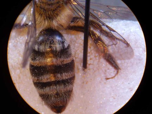 Réf. 24 451 : Andrena fuscipes
