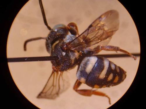 Réf. 24 358 : Epeolus sp.