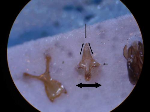 Réf. 24 519 : Epeolus cruciger