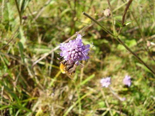 Dasypoda argentata