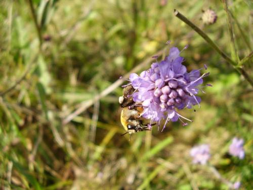 Dasypoda argentata