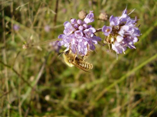 Dasypoda argentata