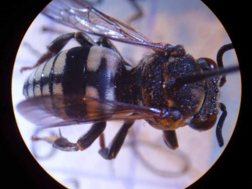Réf. 24 837 : Epeolus tarsalis