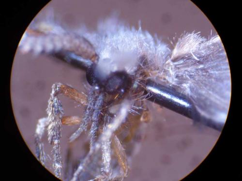 Clogmia albipunctata