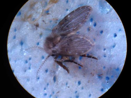 Clogmia albipunctata