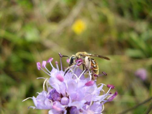 Réf. 24 930 : Andrena marginata