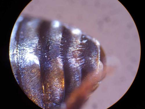 Réf. 24 979 : Epeolus tarsalis