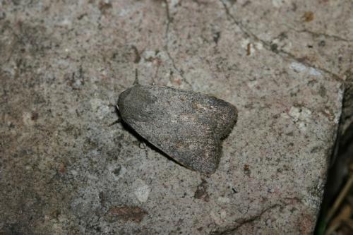 Caradrina noctivaga