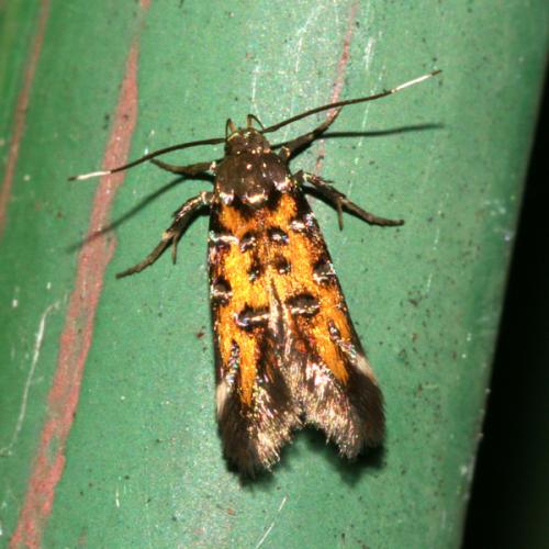Pancalia leuwenhoekella