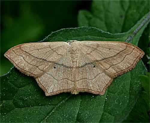 Réf. 24 381 : Scopula imitaria