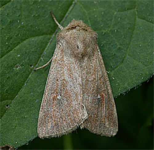 Réf. 24 400 : Mythimna albipuncta