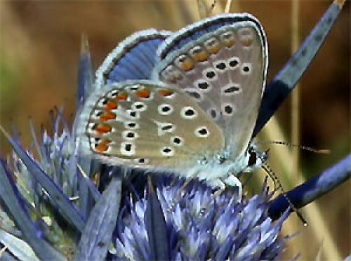 Polyommatus sp.