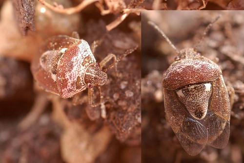 Stagonomus bipunctatus bipunctatus