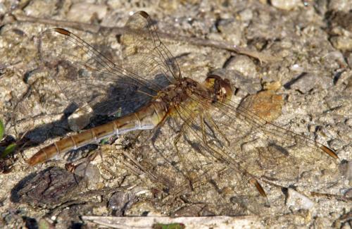 Sympetrum meridionale