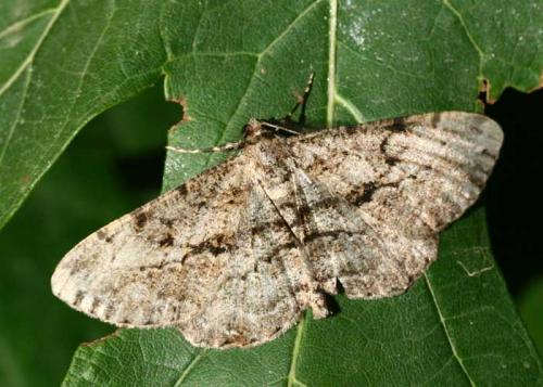 Réf. 24 336 : Peribatodes rhomboidaria