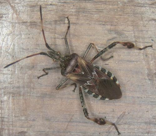 Réf. 24 209 : Leptoglossus occidentalis