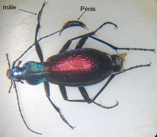 Carabus hispanus
