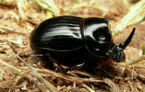 Copris lunaris