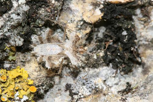 Réf. 24 450 : Phyllomorpha laciniata