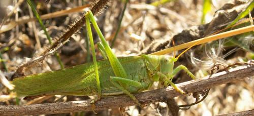 Réf. 24 024 : Tettigonia viridissima