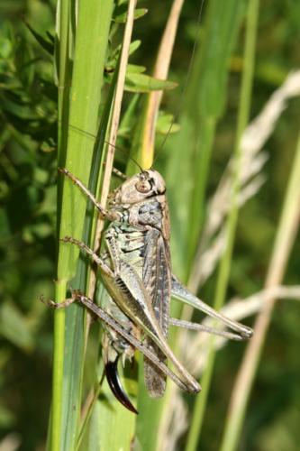 Réf. 24 503 : Platycleis albopunctata