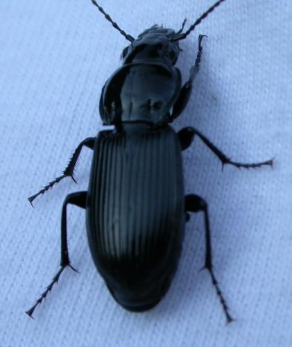 Pterostichus melanarius