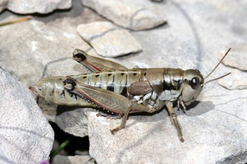 Réf. 24 014 : Podisma amedegnatoae