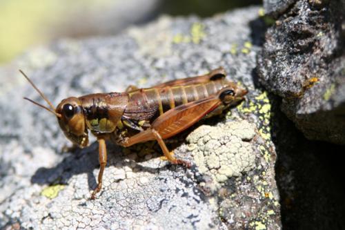 Réf. 24 394 : Podisma pedestris