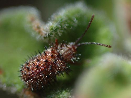 Réf. 24 291 : Dicladispa testacea