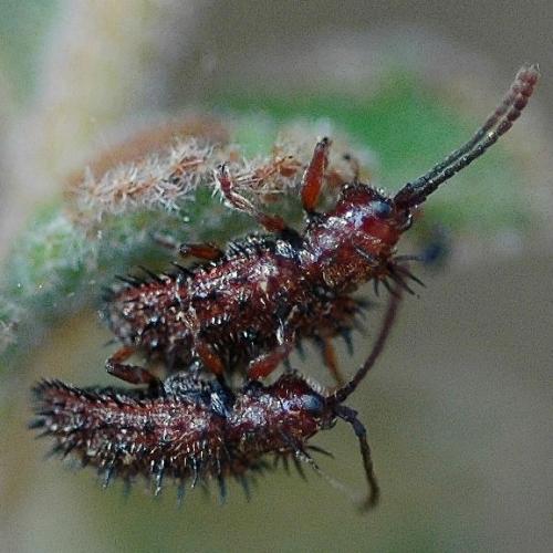 Réf. 24 293 : Dicladispa testacea