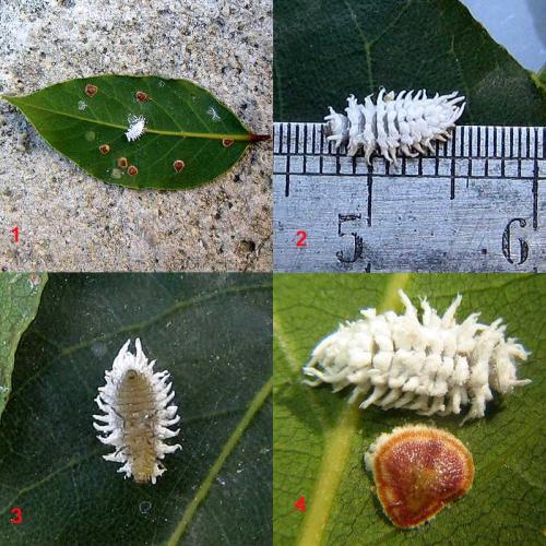 Réf. 24 879 : Cryptolaemus montrouzieri