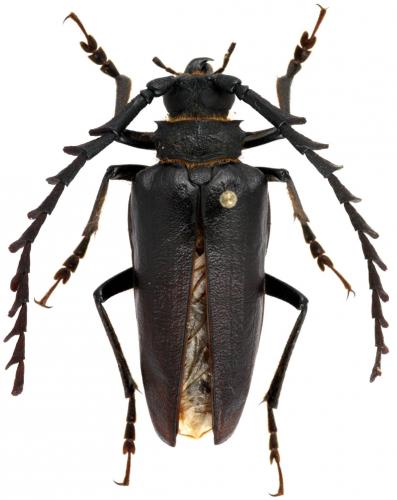 Prioninae
