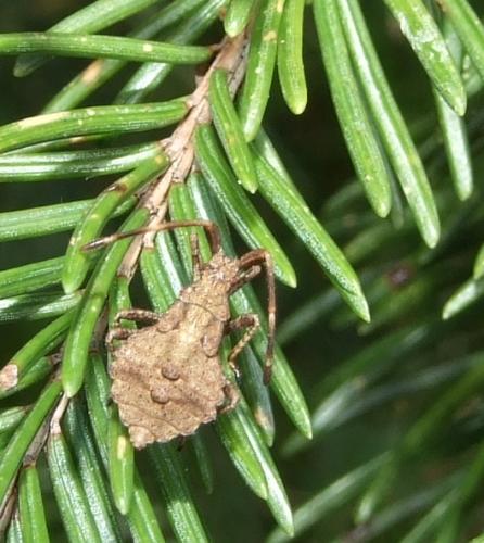 Coreus marginatus