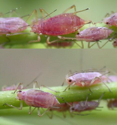 Réf. 24 121 : Macrosiphum euphorbiae