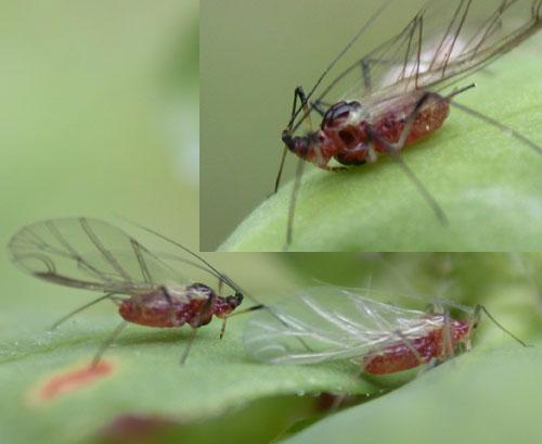 Réf. 24 122 : Macrosiphum euphorbiae
