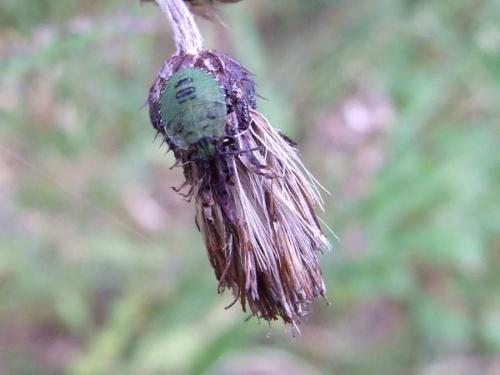 Palomena prasina