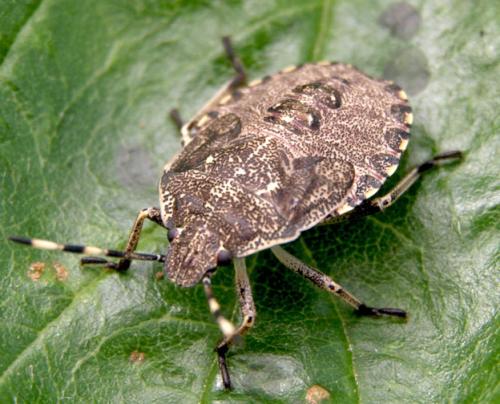 Réf. 24 016 : Rhaphigaster nebulosa